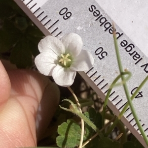 Geranium obtusisepalum at Cotter River, ACT - 10 Dec 2022