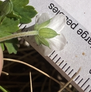 Geranium obtusisepalum at Cotter River, ACT - 10 Dec 2022