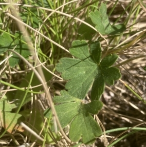 Geranium obtusisepalum at Cotter River, ACT - 10 Dec 2022