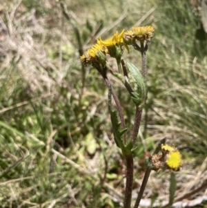 Senecio pinnatifolius var. alpinus at Cotter River, ACT - 10 Dec 2022