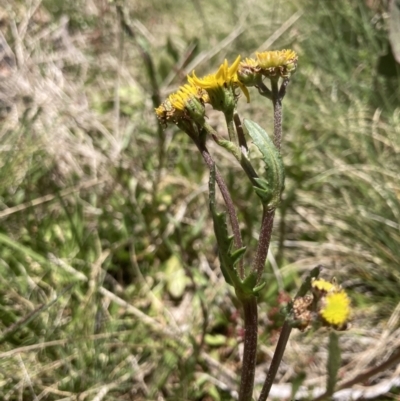 Senecio pinnatifolius var. alpinus at Cotter River, ACT - 10 Dec 2022 by MattM