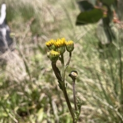 Senecio pinnatifolius var. alpinus at Cotter River, ACT - 10 Dec 2022 11:42 AM