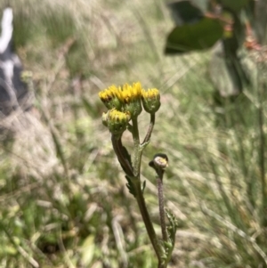 Senecio pinnatifolius var. alpinus at Cotter River, ACT - 10 Dec 2022