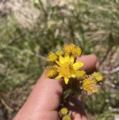 Senecio pinnatifolius var. alpinus at Cotter River, ACT - 10 Dec 2022