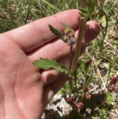 Senecio pinnatifolius var. alpinus at Cotter River, ACT - 10 Dec 2022 11:42 AM