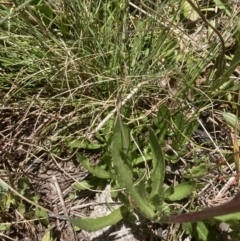 Senecio pinnatifolius var. alpinus at Cotter River, ACT - 10 Dec 2022 11:42 AM