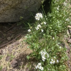 Cardamine lilacina (Lilac Bitter-cress) at Bimberi Nature Reserve - 10 Dec 2022 by MattM