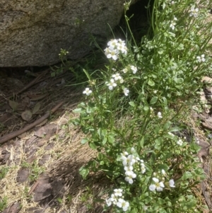 Cardamine lilacina at Bimberi, NSW - 10 Dec 2022 11:56 AM