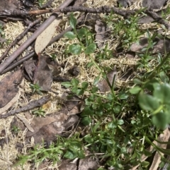 Cardamine lilacina at Bimberi, NSW - 10 Dec 2022