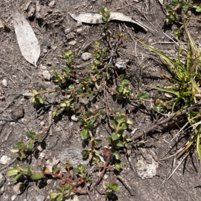 Gonocarpus montanus at Namadgi National Park - 10 Dec 2022 by MattM