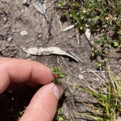 Gonocarpus montanus at Cotter River, ACT - 10 Dec 2022