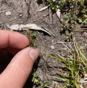 Gonocarpus montanus at Cotter River, ACT - 10 Dec 2022