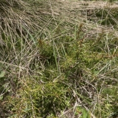 Hakea microcarpa (Small-fruit Hakea) at Cotter River, ACT - 10 Dec 2022 by MattM