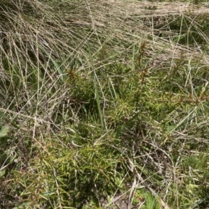 Hakea microcarpa at Cotter River, ACT - 10 Dec 2022 12:31 PM