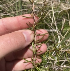 Hakea microcarpa at Cotter River, ACT - 10 Dec 2022 12:31 PM