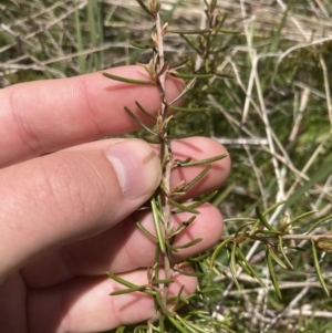 Hakea microcarpa at Cotter River, ACT - 10 Dec 2022