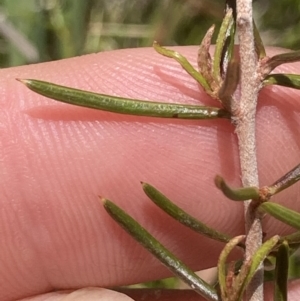 Hakea microcarpa at Cotter River, ACT - 10 Dec 2022