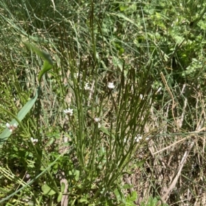 Cardamine lilacina at Cotter River, ACT - 10 Dec 2022