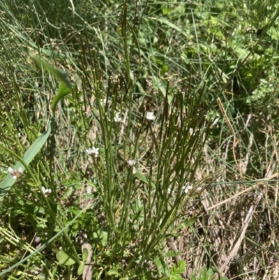 Cardamine lilacina (Lilac Bitter-cress) at Namadgi National Park - 10 Dec 2022 by MattM