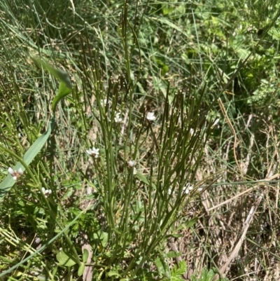 Cardamine lilacina (Lilac Bitter-cress) at Cotter River, ACT - 10 Dec 2022 by MattM