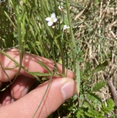 Cardamine lilacina at Cotter River, ACT - 10 Dec 2022