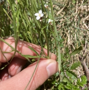 Cardamine lilacina at Cotter River, ACT - 10 Dec 2022