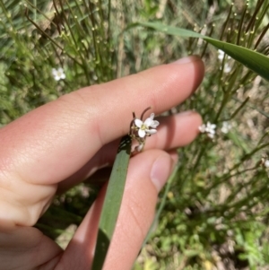 Cardamine lilacina at Cotter River, ACT - 10 Dec 2022