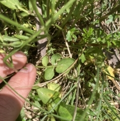 Cardamine lilacina at Cotter River, ACT - 10 Dec 2022