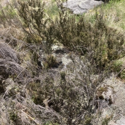 Bossiaea foliosa (Leafy Bossiaea) at Cotter River, ACT - 10 Dec 2022 by MattM