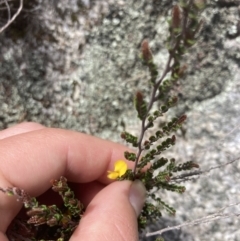 Bossiaea foliosa at Cotter River, ACT - 10 Dec 2022