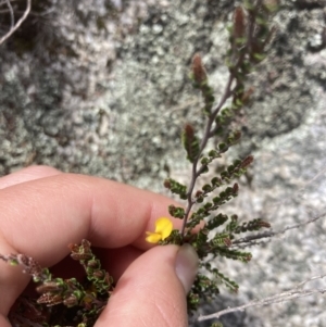 Bossiaea foliosa at Cotter River, ACT - 10 Dec 2022