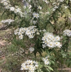 Olearia lirata (Snowy Daisybush) at Cotter River, ACT - 10 Dec 2022 by MattM