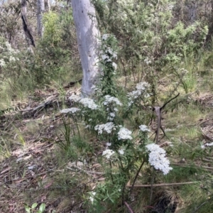 Olearia lirata at Cotter River, ACT - 10 Dec 2022