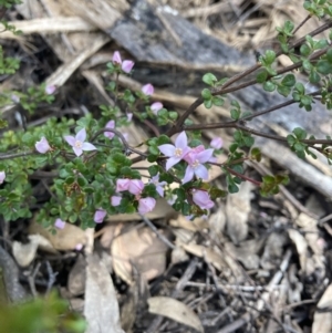 Boronia algida at Cotter River, ACT - suppressed