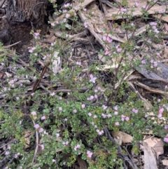 Boronia algida at Cotter River, ACT - 10 Dec 2022