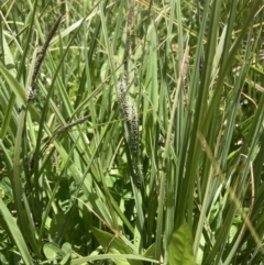 Carex gaudichaudiana (Fen Sedge) at Cotter River, ACT - 10 Dec 2022 by MattM