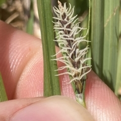 Carex gaudichaudiana at Cotter River, ACT - 10 Dec 2022 12:37 PM