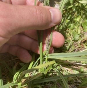 Carex gaudichaudiana at Cotter River, ACT - 10 Dec 2022 12:37 PM