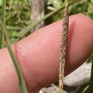 Carex gaudichaudiana at Cotter River, ACT - 10 Dec 2022