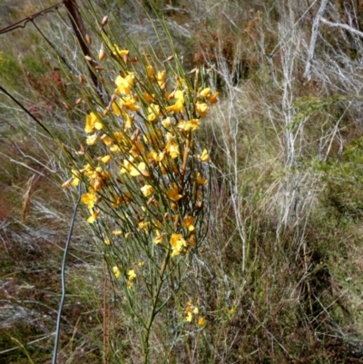 Jacksonia scoparia (Dogwood) at Borough, NSW - 9 Dec 2022 by Paul4K
