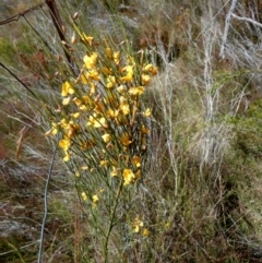 Jacksonia scoparia (Dogwood) at Borough, NSW - 8 Dec 2022 by Paul4K