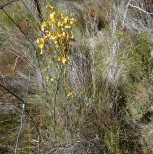 Jacksonia scoparia at Borough, NSW - 9 Dec 2022