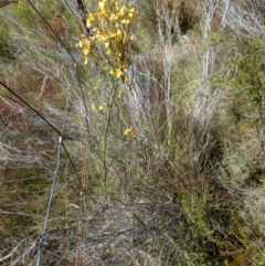 Jacksonia scoparia at Borough, NSW - 9 Dec 2022