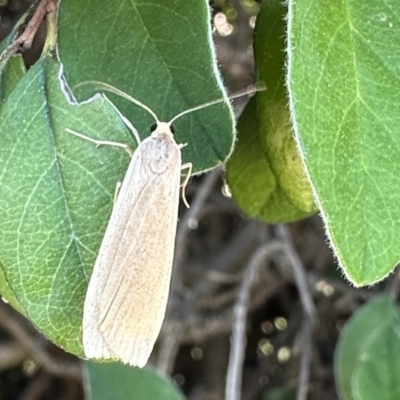 Lithosiini (tribe) (Footman) at Ainslie, ACT - 10 Dec 2022 by Pirom