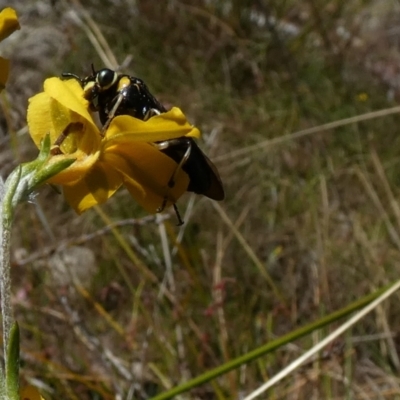 Perginae sp. (subfamily) (Unidentified pergine sawfly) at QPRC LGA - 8 Dec 2022 by Paul4K