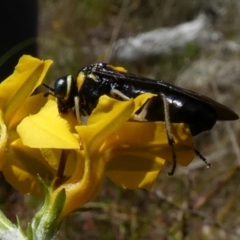 Perginae sp. (subfamily) at Borough, NSW - 9 Dec 2022