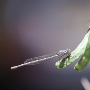 Austrolestes leda at Cook, ACT - 10 Dec 2022 01:05 PM