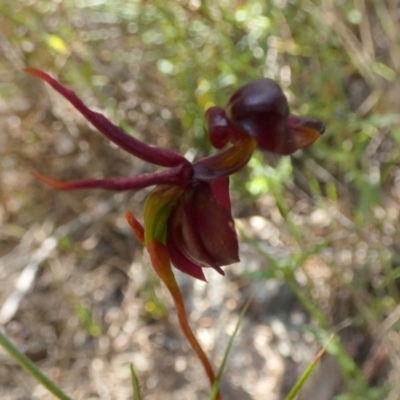 Caleana major (Large Duck Orchid) at Boro - 8 Dec 2022 by Paul4K