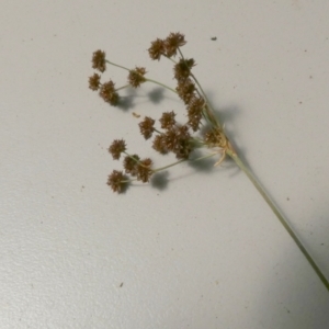 Juncus planifolius at Borough, NSW - 9 Dec 2022