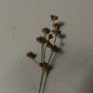 Juncus planifolius at Borough, NSW - suppressed